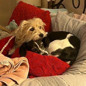 Meet your Posher, Cliff